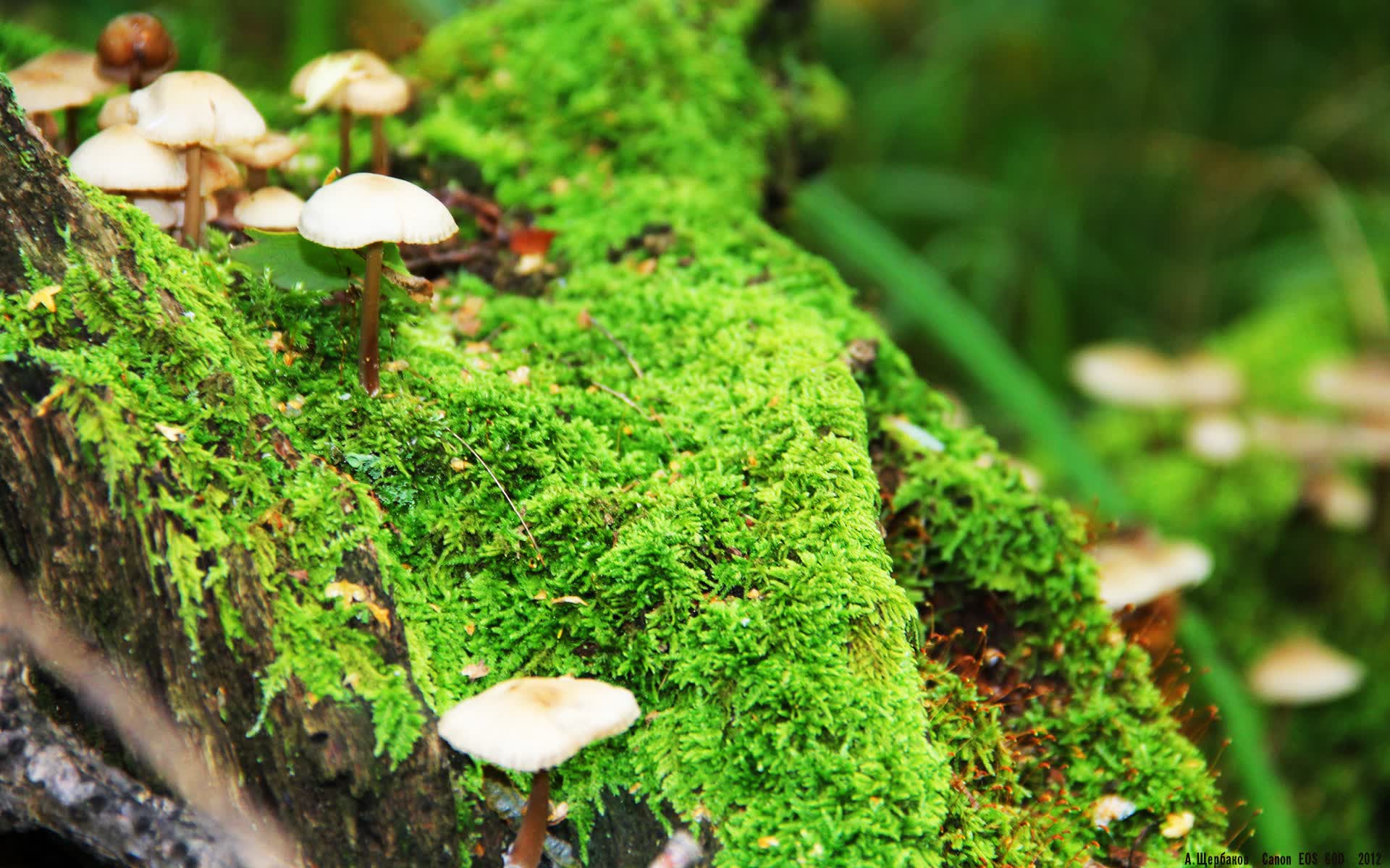 世界保龄球青年联赛青训教师资格考核结果发布,世界保龄球冠军是谁